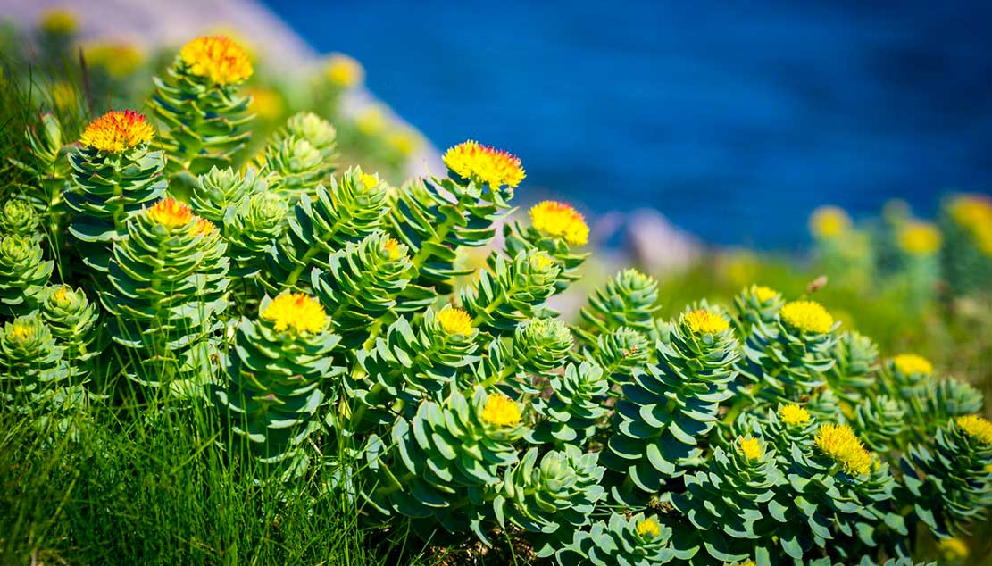 rodiola_razdraženost